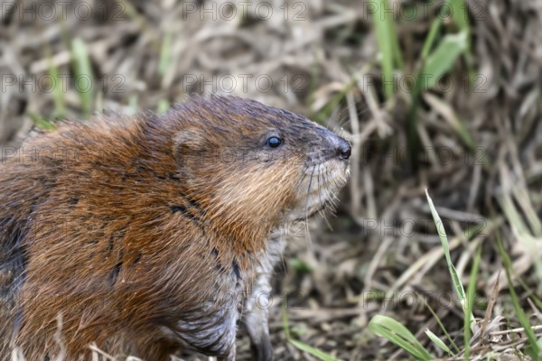 A muskrat (Ondatra zibethicus) with brownish fur, Dümmerniederung nature park Park, Lower Saxony, Germany