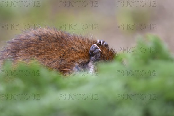 A muskrat (Ondatra zibethicus) with brownish fur hiding behind green foliage, Dümmerniederung nature park Park, Lower Saxony, Germany