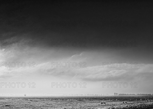 The black and white photo shows a peaceful scene in Ochsenmoor, Germany. A flock of sheep grazes on a grassy pasture as the sky glows with dramatic colors of clouds and a sunrise or sunset. The scene conveys a sense of peace and serenity, Dümmerniederung nature park Park, Lower Saxony, Germany
