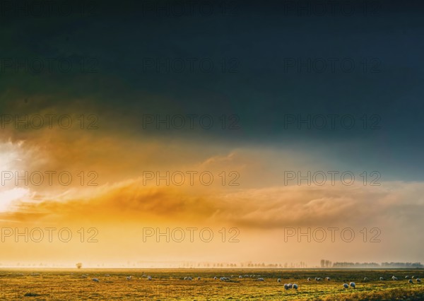 The photo shows a peaceful scene in rich saturated colors in Ochsenmoor, Germany. A flock of sheep grazes on a grassy pasture as the sky glows with dramatic colors of clouds and a sunrise or sunset. The scene conveys a sense of peace and serenity, Dümmerniederung nature park Park, Lower Saxony, Germany