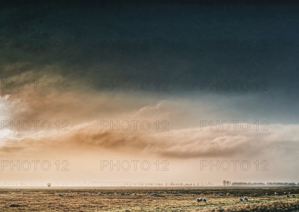 The photo shows a peaceful scene in Ochsenmoor, Germany. A flock of sheep grazes on a grassy pasture as the sky glows with dramatic colors of clouds and a sunrise or sunset. The scene conveys a sense of peace and serenity, Dümmerniederung nature park Park, Lower Saxony, Germany