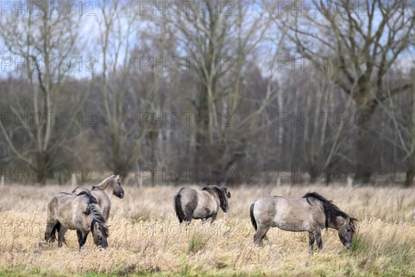 Koniks Konik horses (Equus ferus caballus) Group of horses on a winter pasture with bare trees in the background, Drebber, Lower Saxony, Germany