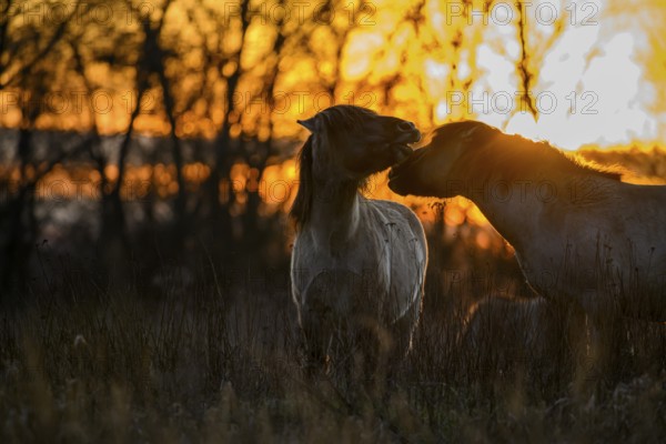 Konik Konik horses (Equus ferus caballus), Mariendrebber, Drebber, Lower Saxony, Germany