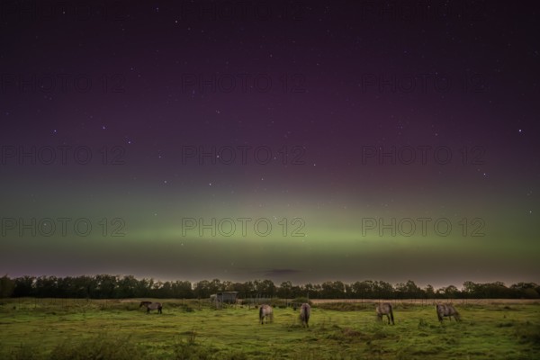 Konik Konik horses (Equus ferus caballus) Group of horses in a pasture with trees in the background and a starry sky coloured purple by the Northern Lights Aurora borealis, Drebber, Lower Saxony, Germany