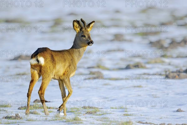 Roebuck deer in bast in snow with frosty background, Hüde, Lower Saxony, Germany