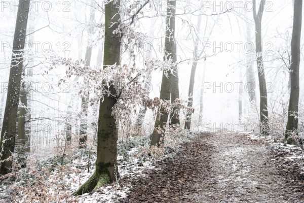 Snow-covered beech forest (Fagus sylvatica) on the Hermannsweg, Terra Vita nature park Park, Dissen am Teutoburger Wald, Lower Saxony, Germany