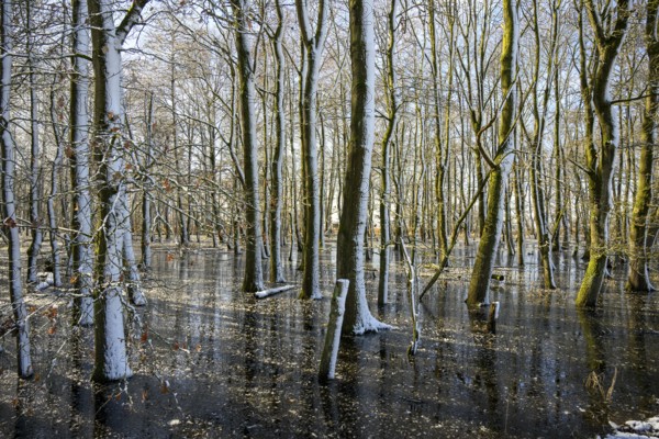 Snow-covered forest alder forest (Alnus glutinosa) with frozen water and trees, sunlight reflected on the surface, Dümmer nature park Park, Lower Saxony, Germany