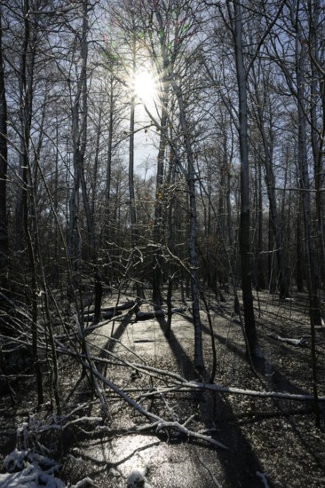 Snow-covered forest alder forest (Alnus glutinosa) with frozen water and trees, sunlight reflected on the surface, Dümmer nature park Park, Lower Saxony, Germany