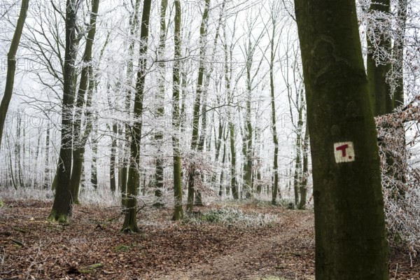 Snow-covered beech forest (Fagus sylvatica) on the Hermannsweg with T markings for Teuto loops, Terra Vita nature park Park, Dissen am Teutoburger Wald, Lower Saxony, Germany