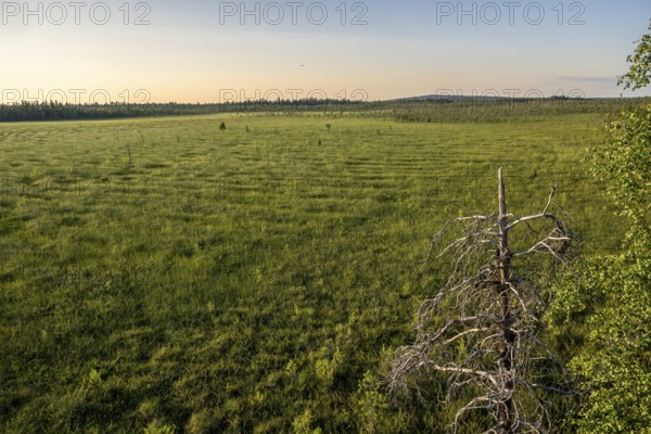 Wide green landscape view over vast moors with a bare tree under clear sky, hiking area near Rovaniemi, Saarenkylä, Lapland, Finland