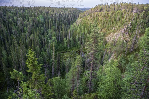 Kallioportti viewpoint in Hossa National Park, dense forest on a hill at dusk with lush greenery and peaceful atmosphere, Juuma, Rukatunturi, North Ostrobothnia Region, Finland