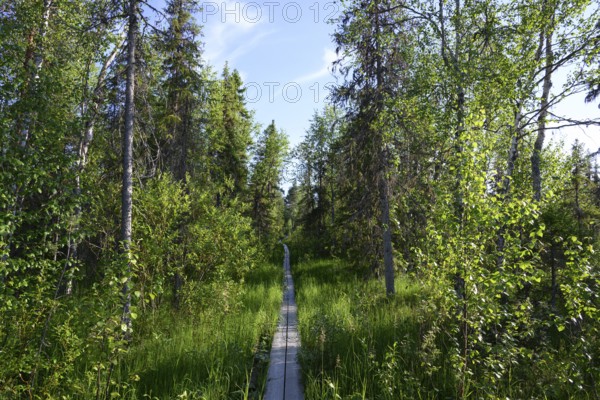 Narrow wooden trail leads through a green birch forest under a blue sky, near Vianaavan Lintutorni, Ravaniemi, Saarenkylä, Lapland, Finland