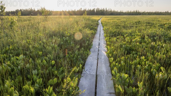 Holzpfad Bohlenweg Holzsteg leads across extensive moors, hiking area near Rovaniemi, Saarenkylä, Lapland, Finland