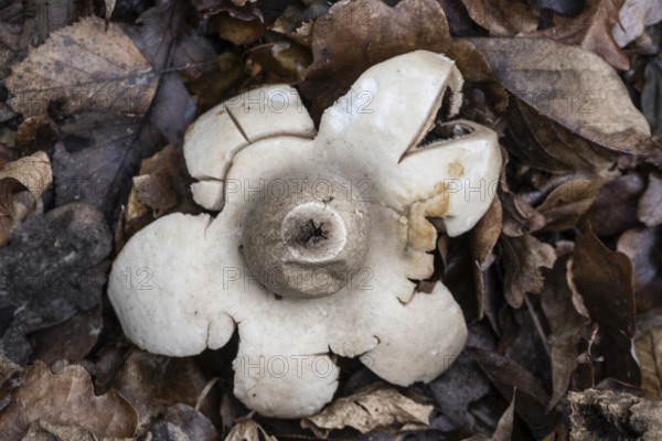 Sunken earth star (Geastrum saccatum), Emsland, Lower Saxony, Germany