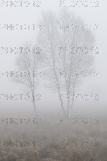 Birches (Betula pendula) in the fog in the moor, Emsland, Lower Saxony, Germany
