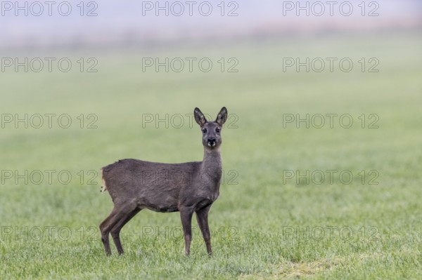 Roe deer (Capreolus capreolus), Emsland, Lower Saxony, Germany