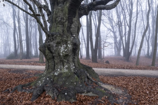Beech forest (Fagus sylvatica) in the fog, Emsland, Lower Saxony, Germany