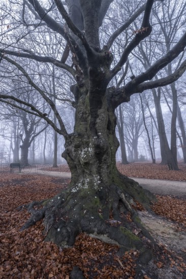 Beech forest (Fagus sylvatica) in the fog, Emsland, Lower Saxony, Germany