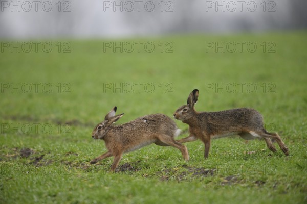 Two brown hares (Lepus europaeus) run across a green meadow. A male hare drives a female hare. The atmosphere radiates liveliness and freedom, hare wedding, Dümmer nature park Park, Lower Saxony, Germany