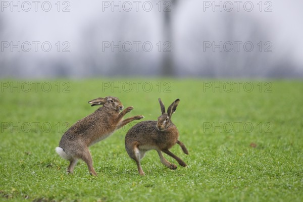 Two hares (Lepus europaeus) playing or fighting with each other on a green meadow, Dümmer nature park Park, Lower Saxony, Germany