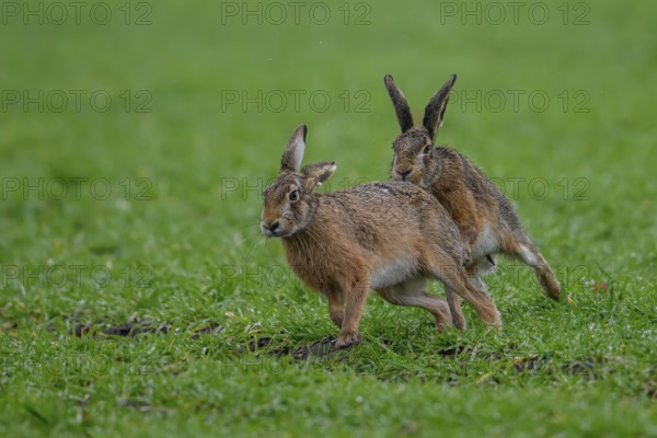 Two hares (Lepus europaeus) in close-up on a green meadow in mating position, Dümmer nature park Park, Lower Saxony, Germany