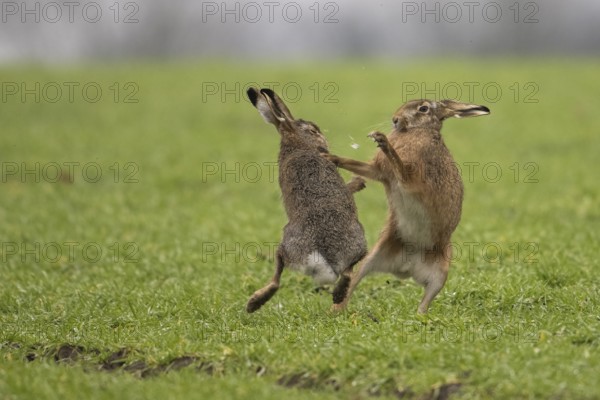 Two hares (Lepus europaeus) playfully compete against each other on a green meadow, Dümmer nature park Park, Lower Saxony, Germany