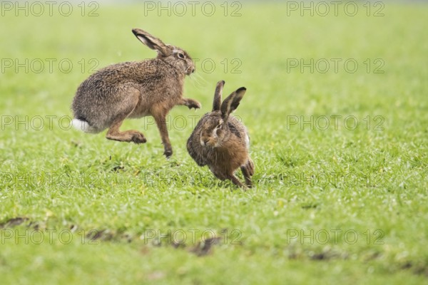 Two hares (Lepus europaeus) jumping happily on a green meadow, Dümmer nature park Park, Lower Saxony, Germany