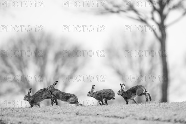 Four brown hares hares (Lepus europaeus) in black and white running across the grass, nature photograph, Dümmer nature park Park, Lower Saxony, Germany