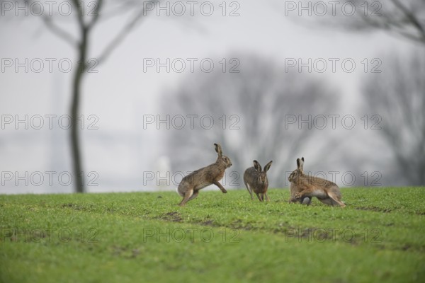 Three hares (Lepus europaeus) in a field, trees in the background, lively spring scene, Dümmer nature park Park, Lower Saxony, Germany