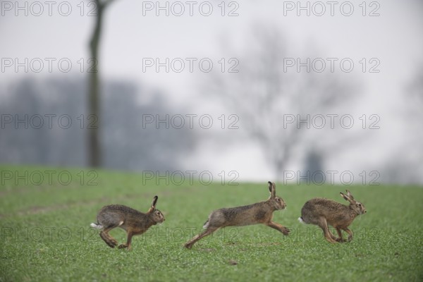 Three brown hares (Lepus europaeus) run across a green meadow. Two male hares are being driven by a female hare. The atmosphere radiates liveliness and freedom, hare wedding, Dümmer nature park Park, Lower Saxony, Germany, Three hares running across a field, energetic movement in nature