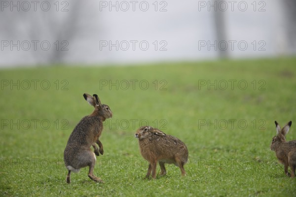 Two playing brown hares (Lepus europaeus) standing on a green meadow. Hare mating season, Dümmer nature park Park, Lower Saxony, Germany