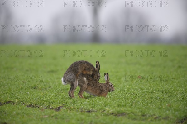 Two brown hares hares (Lepus europaeus) in a meadow in a mating ritual on green grass copula hare wedding, Dümmer nature park Park, Lower Saxony, Germany
