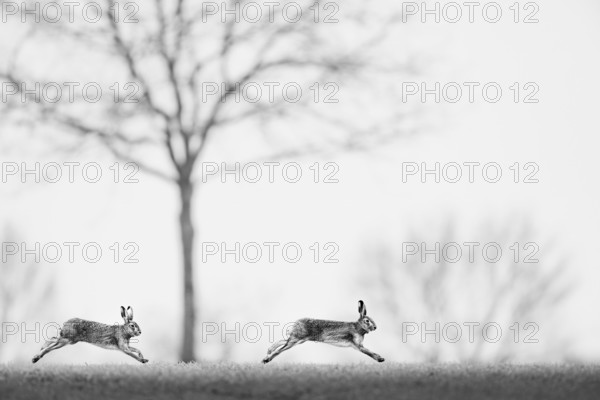 Two brown hares hares (Lepus europaeus) in black and white, running quickly side by side across the ground, Dümmer nature park Park, Lower Saxony, Germany