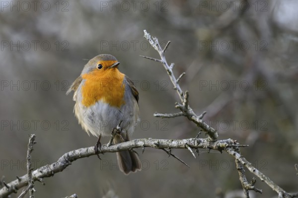 A robin (Erithacus rubecula) sitting on a bare thorn branch in a winter bush, Zuid Duinen, Zandvoort, Noord-Holland, Netherlands