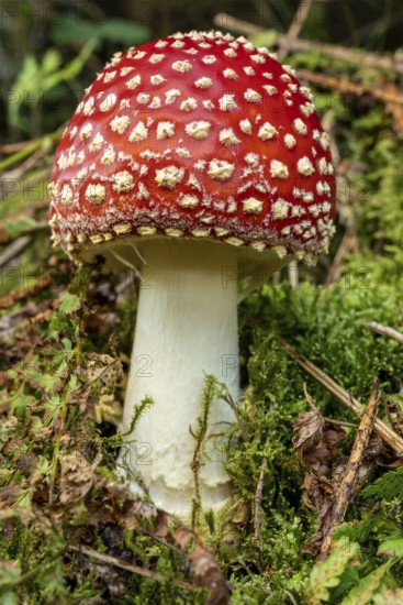 Close-up of a fly agaric (Amanita muscaria) with a red, white speckled cap on the mossy ground of a forest, Germany