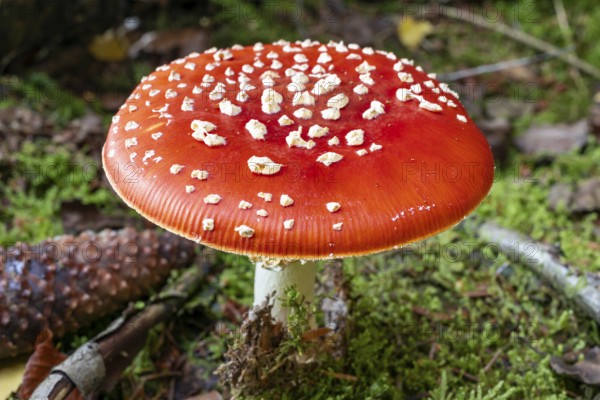 Close-up of a fly agaric (Amanita muscaria) with a red, white speckled cap on the mossy ground of a forest, Germany