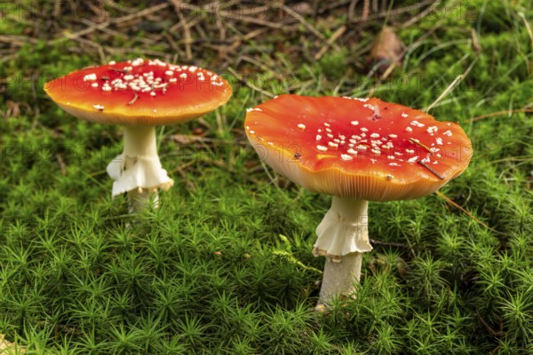 Close-up of two fly agarics (Amanita muscaria) with red, white speckled cap on the mossy ground of a forest, Germany