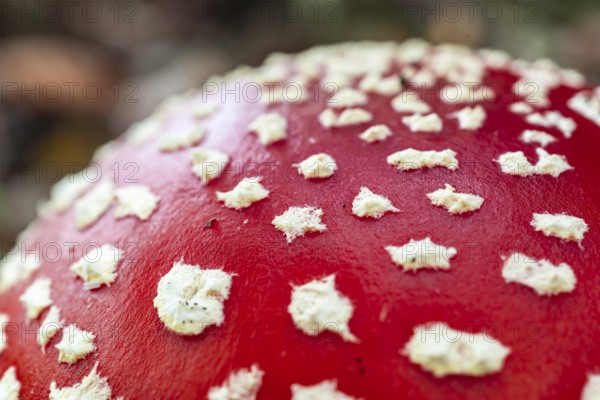 Close-up or macro photograph of the red, white speckled cap of a fly agaric (Amanita muscaria), Germany