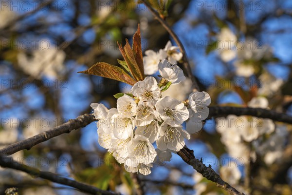 Close-up of the branches of a cherry tree (Prunus avium) with white blossoms during fruit tree blossom in spring, Lower Saxony, Germany