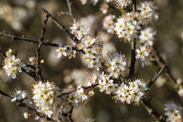 Close-up of the branches of flowering blackthorn or blackthorn (Prunus spinosa) in sunlight, spring, Germany