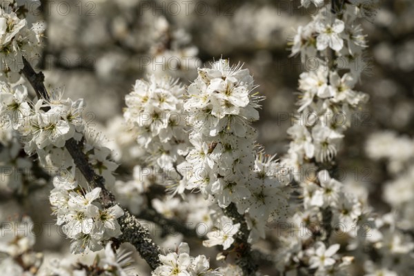 Close-up of branches of flowering blackthorn or blackthorn (Prunus spinosa) with white flowers during fruit tree blossom in spring, Lower Saxony, Germany