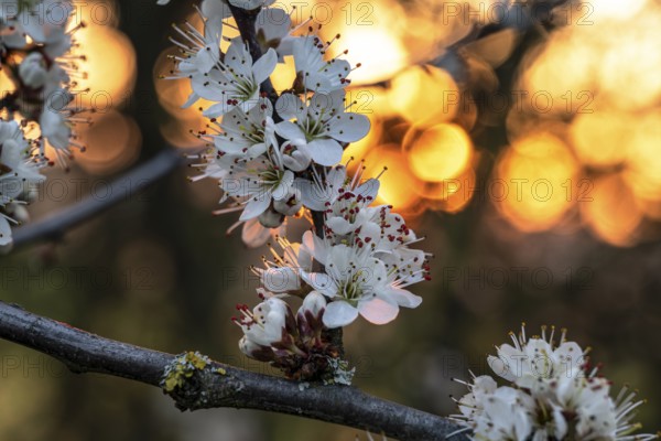Close-up of the branches of flowering blackthorn or blackthorn (Prunus spinosa), backlight shot with warm bokeh of the evening sun, Germany