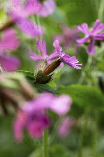 Close-up of a red campion (Silene dioica) with pink flower in front of blurred green foliage in a forest in spring, Germany