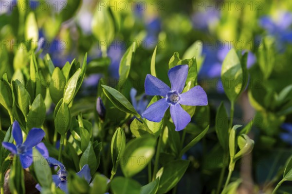 Close-up of Lesser periwinkle (Vinca minor) with blue-violet flowers in spring, Germany
