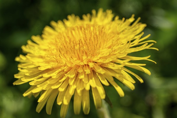 Close-up of the bright yellow flower of a common dandelion (Taraxacum sect. Ruderalia in front of blurred green foliage, spring, Germany