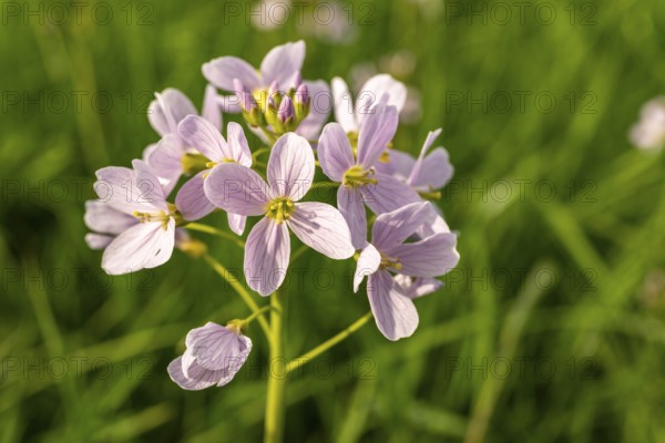 Pink-coloured inflorescences of meadow foamwort (Cardamine pratensis) in front of blurred green foliage, spring, Germany