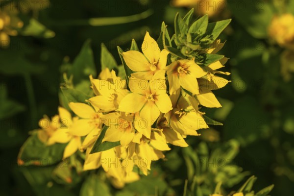 Yellow inflorescence of spotted loosestrife (Lysimachia punctata), Germany