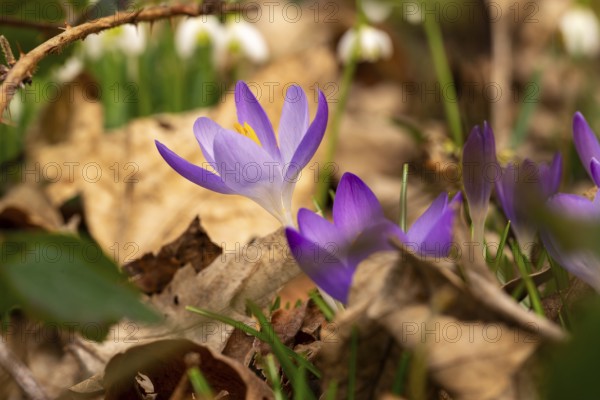 Close-up of the purple flowers of the spring crocus (Crocus vernus) between dry leaves, in the background blurred snowdrops (Galanthus nivalis), Germany
