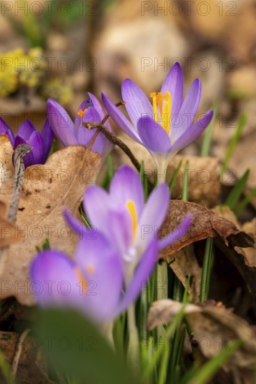 Close-up of the purple flowers of the spring crocus (Crocus vernus) between dry leaves in spring, Germany