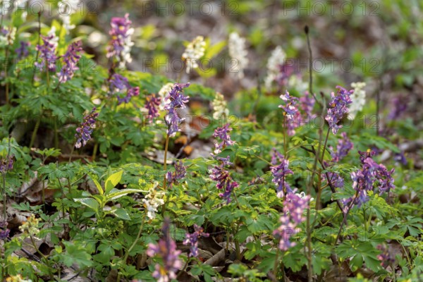 Hollow larkspur (Corydalis cava) with white and purple flowers in atmospheric light in a forest in spring, Lower Saxony, Germany